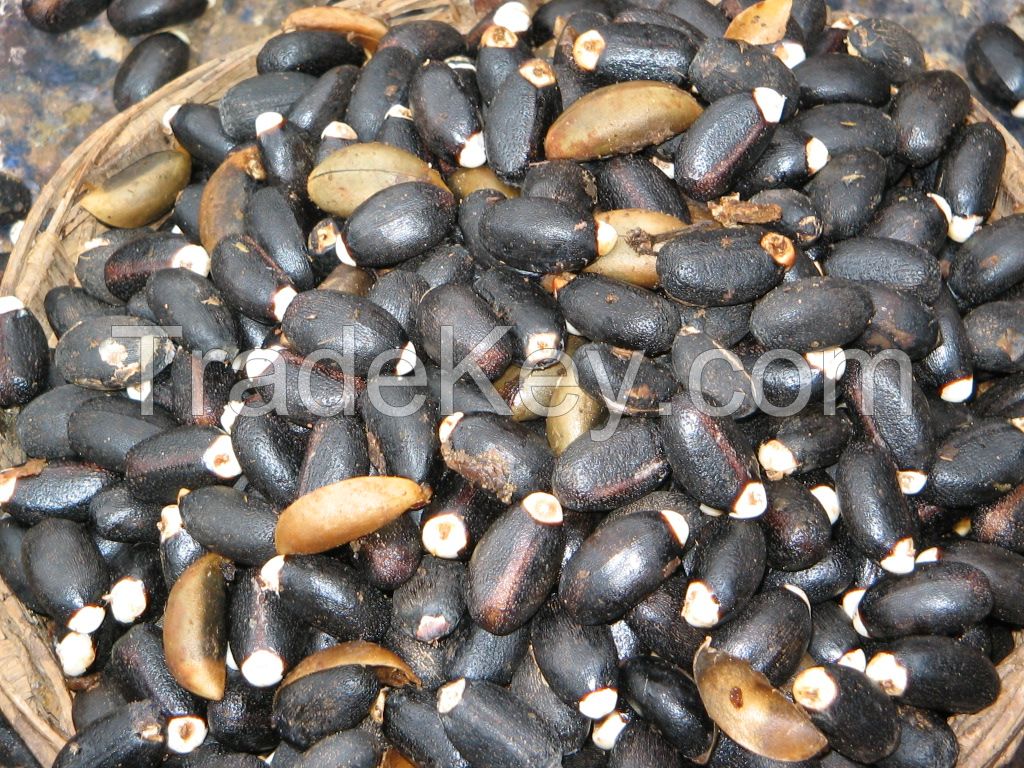 Jatropha Seeds