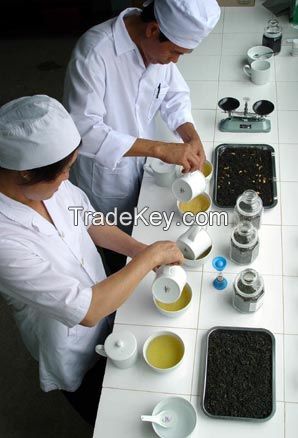 Green tea Vietnam in bulk