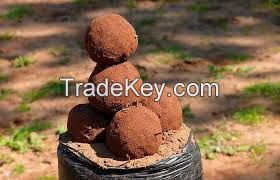 collector truffles Morocco