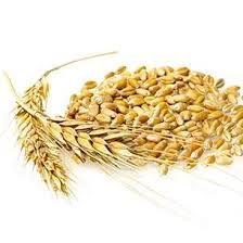 Barley