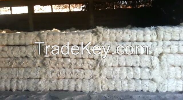 Raw Natural Sisal Fiber Selling at competitive Price and Free Samples