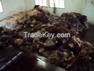 Sell HALAL-Wet and dried salted animal skin( Cow, Horse, Donkey, goat, and sheep )