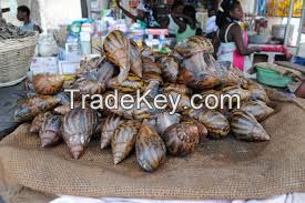 Giant African Snails flesh, shell, oil, frozen, live, dried, powder.