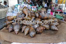 Sell Live Giant African Snails flesh, shell, oil, frozen, live, dried, powder..