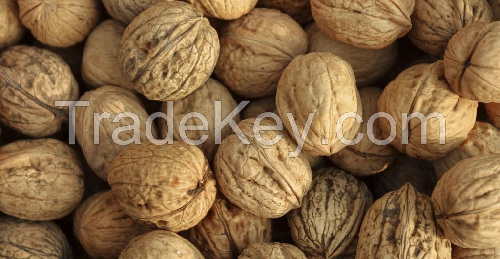 Shelled and Unshelled Roasted Walnuts