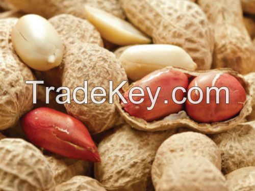 Orgnaic Peanuts, Groundnuts, roasted, pilled and unpilled