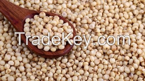 Bulk Organic High Quality White Sorghum grain seed flour