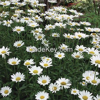 Wild Chrysanthemum Flower Dried Chrysanthemum Bud Tea Flower Tea Bright Eyes