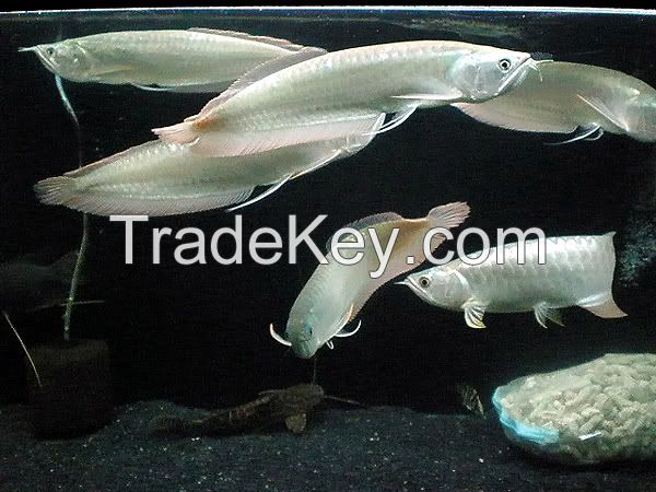Arowana Fish, Platinum Silver, Super Red Arowana, shipping available 1-DAY Delivery with High priority