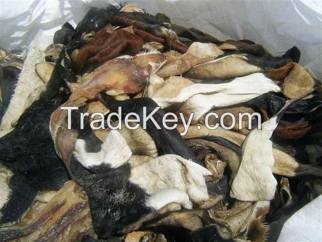 Dry Salted Hides And Animal Skins