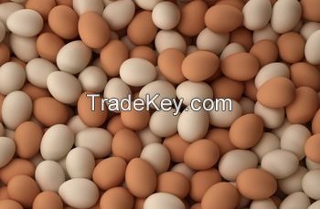 Fresh White And Brown Table Egg