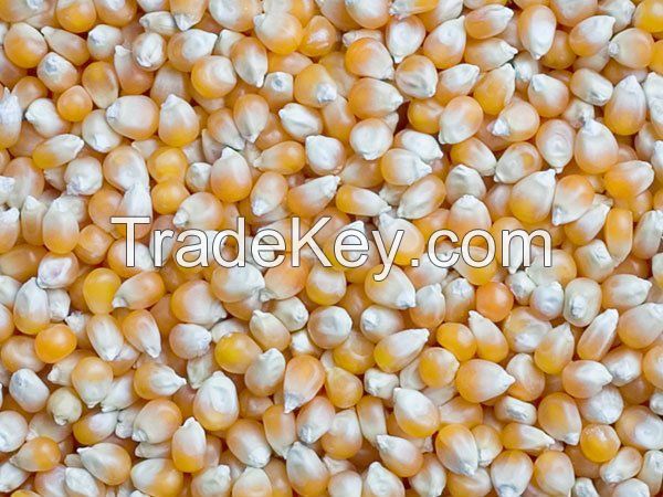 Yellow Corn/Maize for Animal Feed