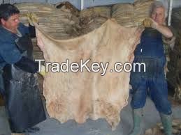 Dry and Wet Salted Donkey/Goat Skin / Cow Hides/bull hides
