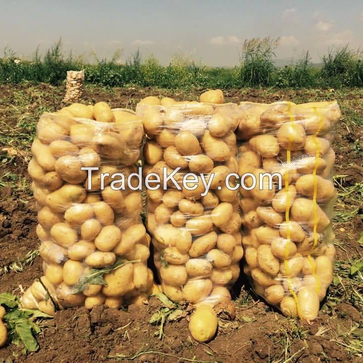 hot sale fresh potato all year supply