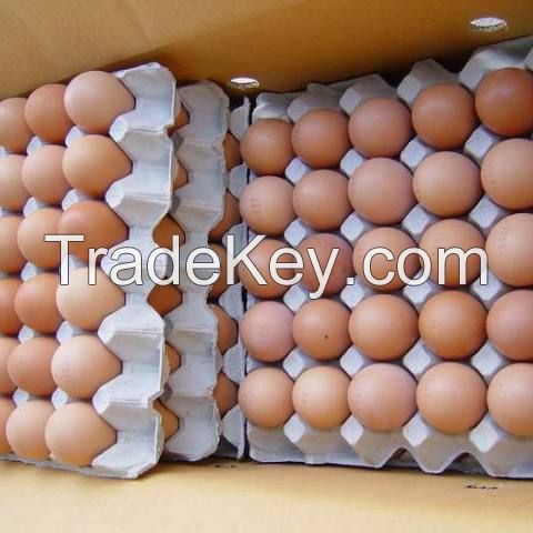 Fresh Chicken Table Eggs ( Brown and White )