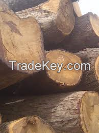 Kosso Wood