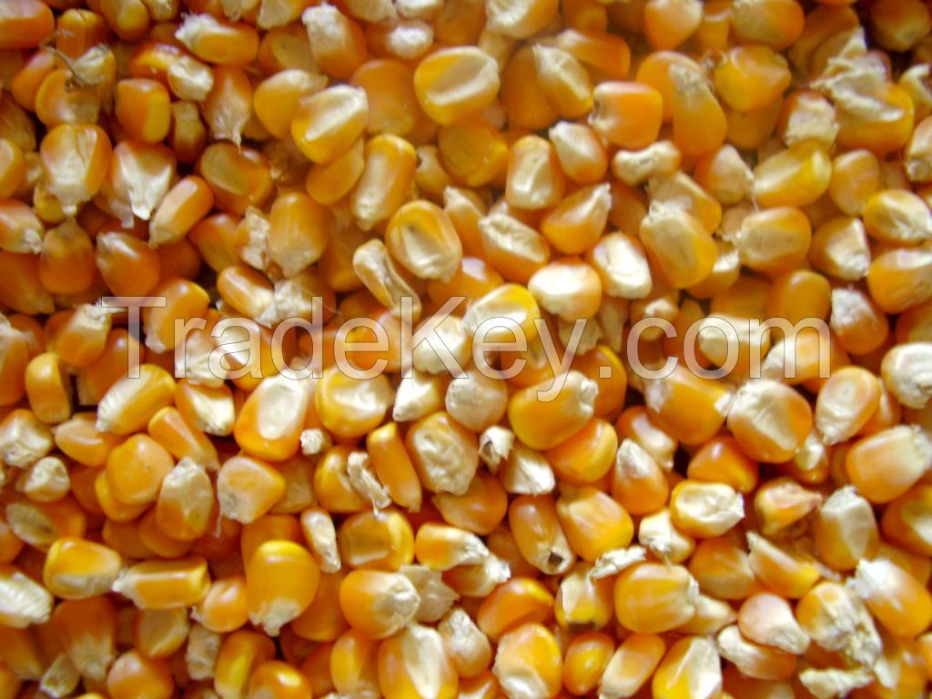 Yellow Maize and White Maize
