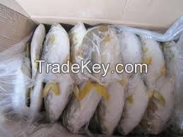 frozen golden pompano fish and WHOLE ROUND RED PACU FISH.