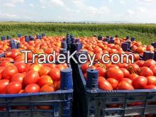 GRADE A Fresh Red Farm Harvested Tomatoes