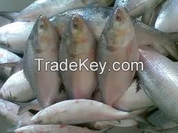 Frozen Hilsa Fish