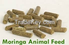 Moringa Animal Feed
