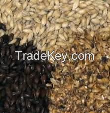 Barley Grains and Malt Barley