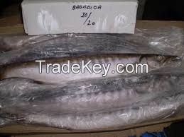 Frozen whole barracuda fish