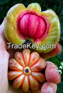 Natrural New Product Hydroxy Citric Acid On Sale Garcinia Cambogia Extract