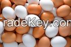 High Grade Fertile Hatching Chicken Egg / Fresh Table Eggs