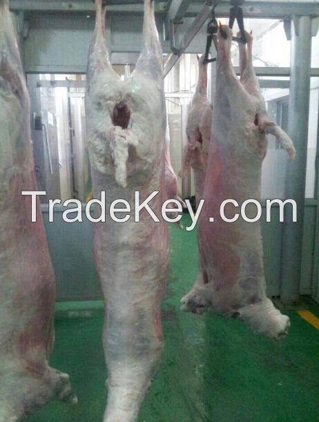 sheep meat, lamb, frozen carcass, leather, live animals, fat tails....