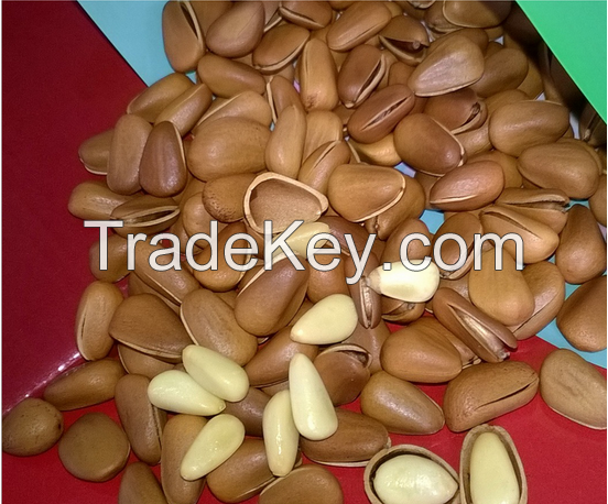 Sell Pine nuts in shell / Pine nut kernels