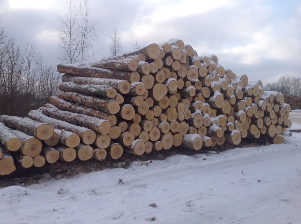 birch logs big wolumes *****