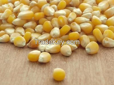 We Sell Quality Grade 1 Yellow Corn & White Corn/maize for Human & Animal feed