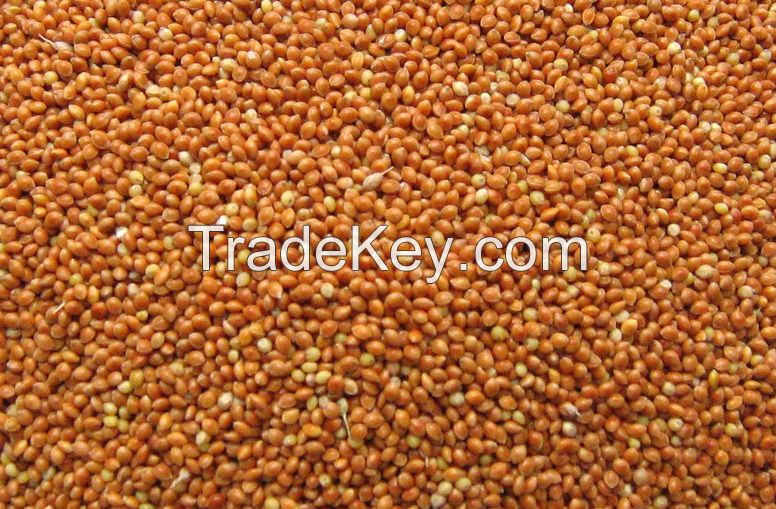 New Corp Red Broom Corn Millet, Yellow Millet, White Millet For Birds