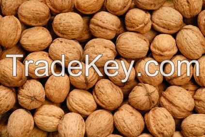 We Sell Quality Walnuts inshell