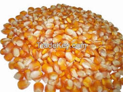 Supply A GRADE Yellow Corn ANIMAL FEED ( New Season Crop 14-15 )