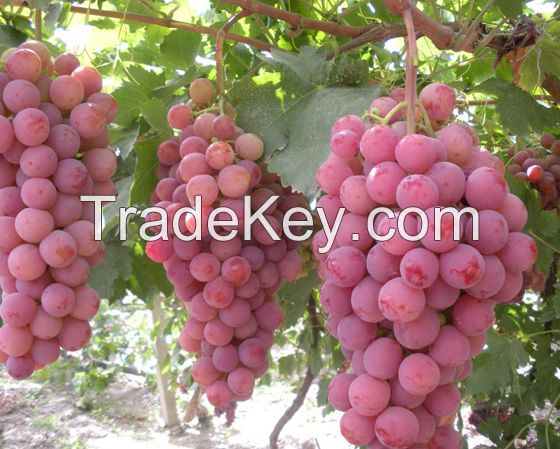 Fresh Red Grapes