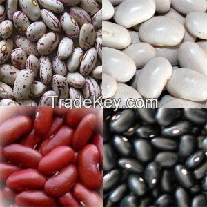 Red Speckled Kidney bean- SUGAR BEANS GRADE AA