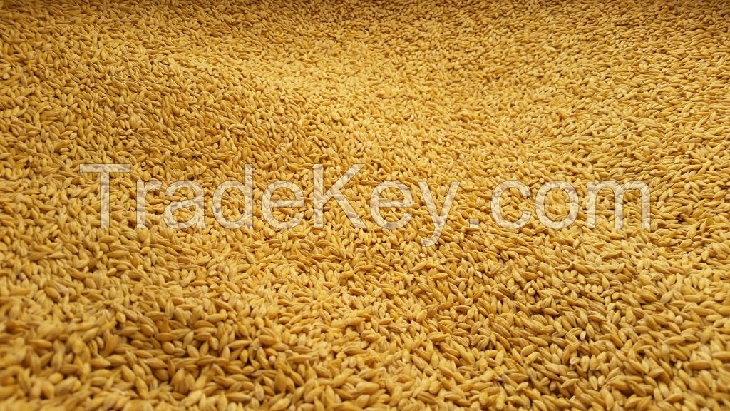 Barley Seed- Premium Grade