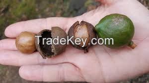 Macadamia Nut without and In Shell