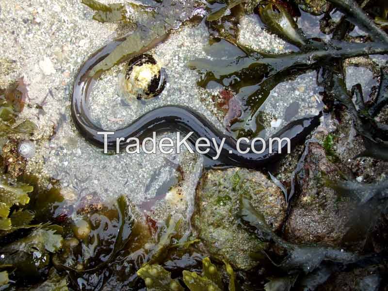 Anguilla Eel