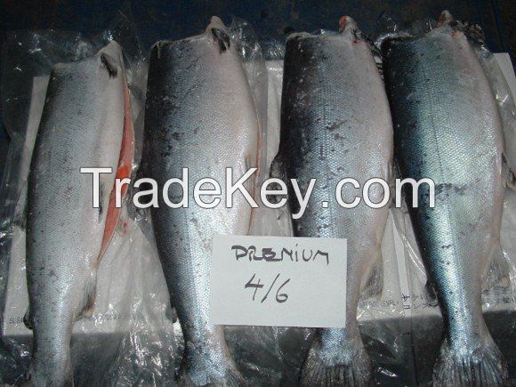 Frozen Atlantic Salmon Heads (450gr+)