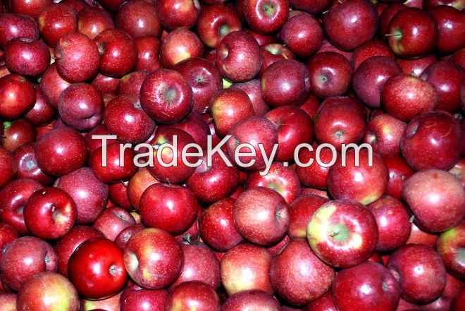 Fuji Apple/fresh Apple for sale