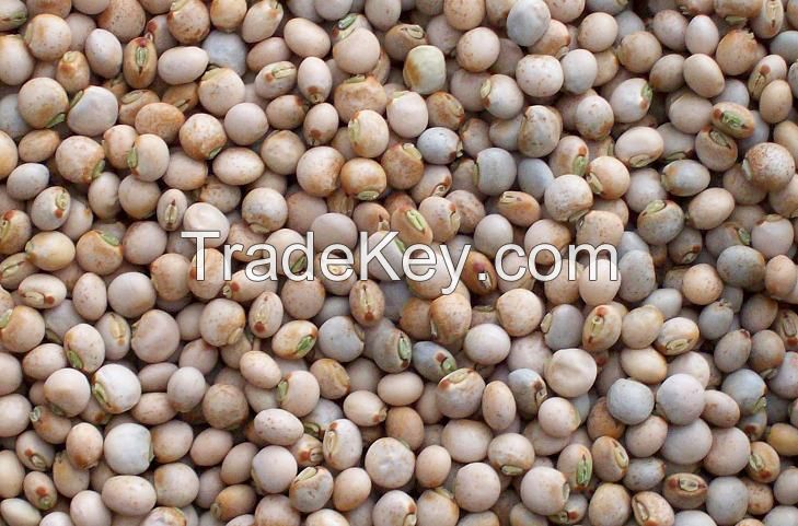 Pigeon Peas