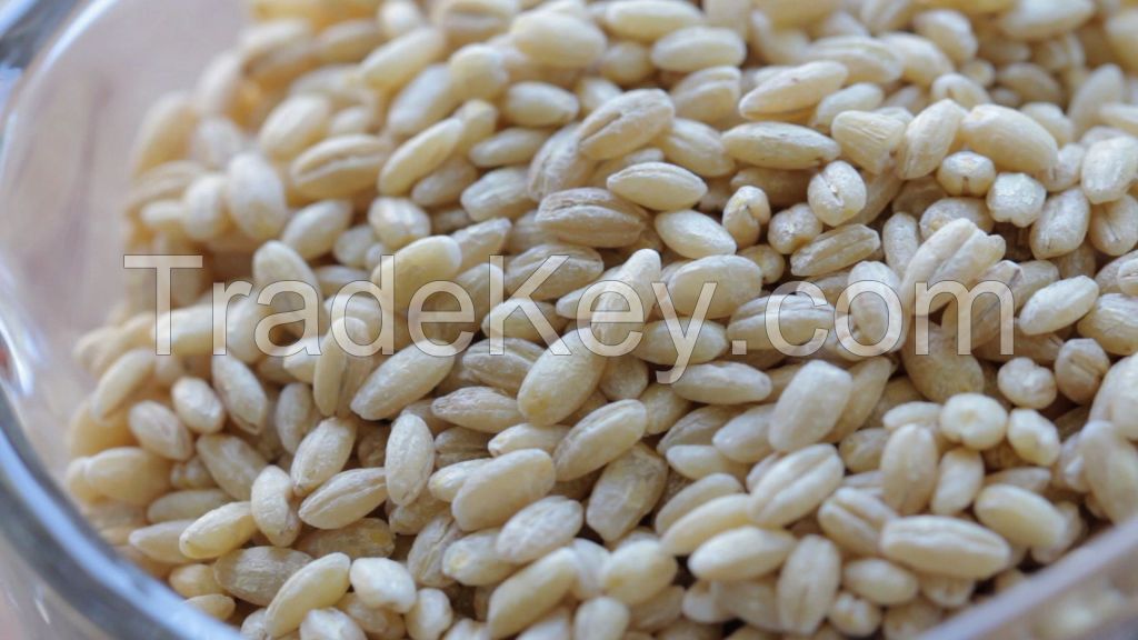 pearl barley