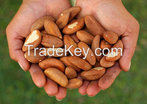 Raw Organic Brazil Nuts