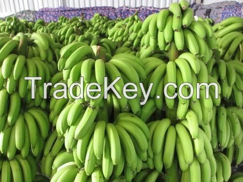 Fresh Cavandish Bananas