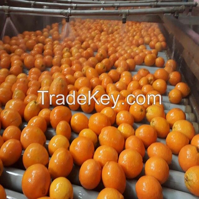 Navel Oranges -Valencia Oranges