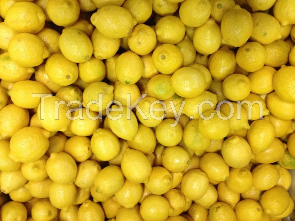 Fresh Eureka Lemons