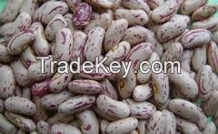 Light and Red Speckeld Kidney Beans